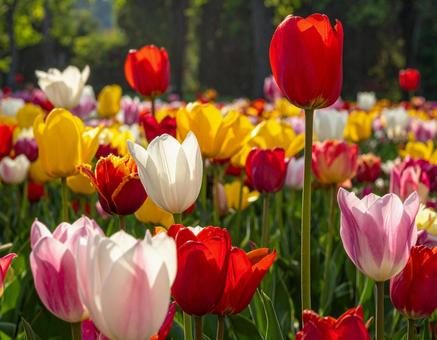 チューリップの花2 チューリップの花2の写真