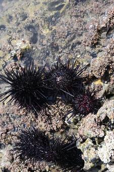 磯のムラサキウニ 海,岩場,岩場風景の写真素材