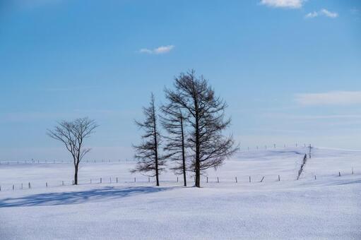 雪原に伸びる影と木立の佇まい 雪原,冬,樹木の写真素材