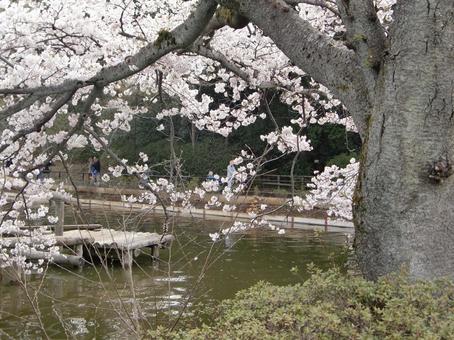清水公園の桜-93 清水公園の桜-93 清水公園,千葉県野田市,桜の木の写真素材