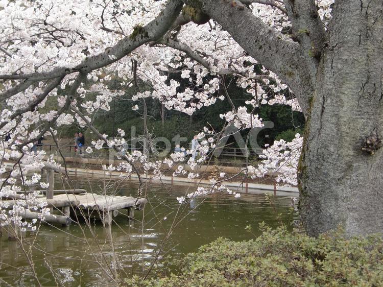 清水公園の桜-93 清水公園,千葉県野田市,桜の木の写真素材
