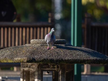 灯籠にとまるドバト・カワラバト ドバト,カワラバト,動物の写真素材