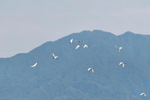 飛んでいくサギの群れ サギ,飛んでいく,鳥の写真素材