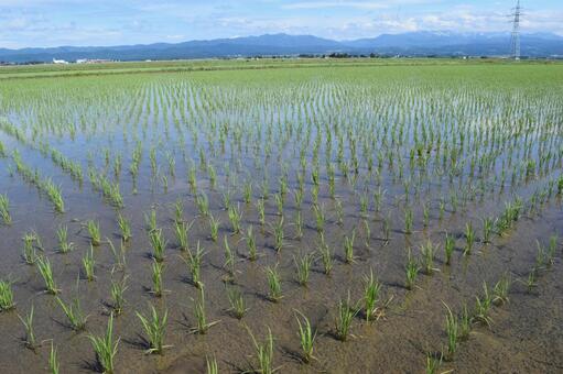 田植え２週間後の水田 田植え２週間後,２週間後の水田,２週間後の写真素材