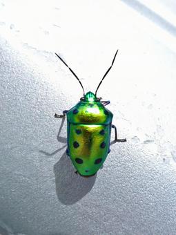 ナナホシキンカメムシ ナナホシキンカメムシの写真
