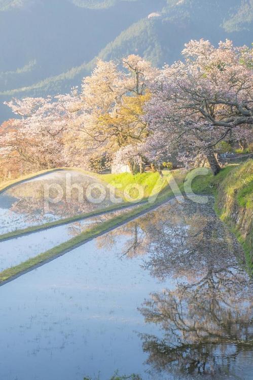 水田に反射する桜 桜,田んぼ,水田の写真素材