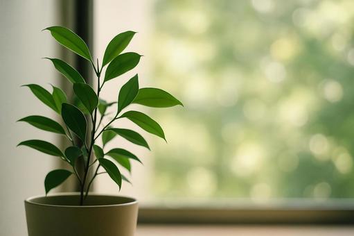 窓際の観葉植物背景ぼけ 窓際の観葉植物背景ぼけの写真