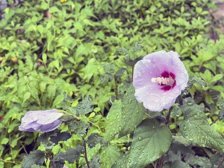 神田川10月:雨のムクゲの花 2025 神田川10月:雨のムクゲの花 2025 ムクゲ,木槿,花の写真素材