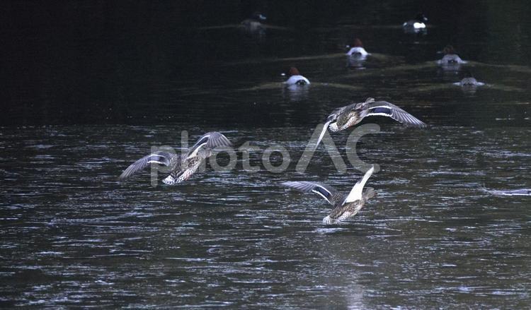 池にやってきたカモたち 池,カモ,野鳥の写真素材