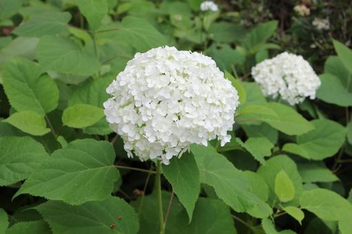 Hydrangea 107, JPG Hydrangea 107, JPG