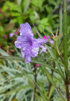 ヤナギバルイラソウ ヤナギバルイラソウ,ルイラソウ,花の写真素材