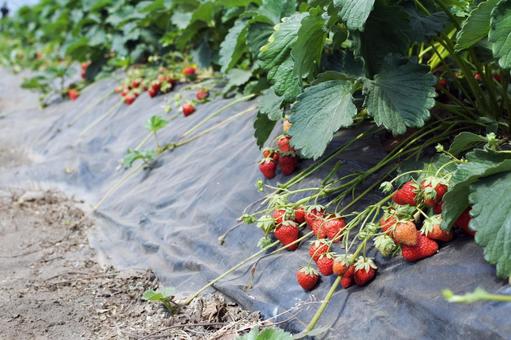 Photo, strawberry, strawberry picking, fruit picking, 