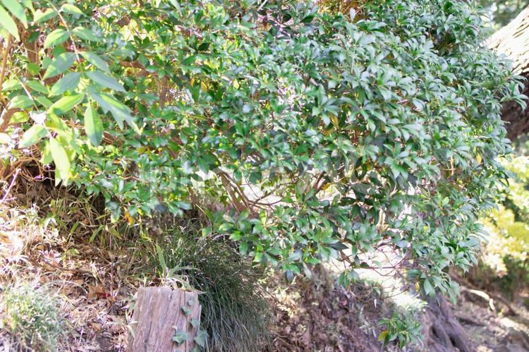 木と草 自然,草,野道の写真素材