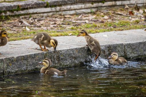 Spot-billed Duck (70), JPG Spot-billed Duck (70), JPG