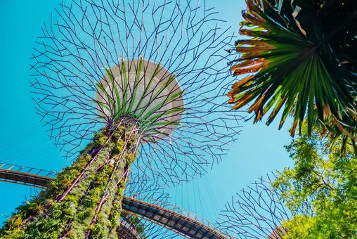 【シンガポール】スーパーツリー 【シンガポール】スーパーツリー シンガポール,スーパーツリー,植物園の写真素材