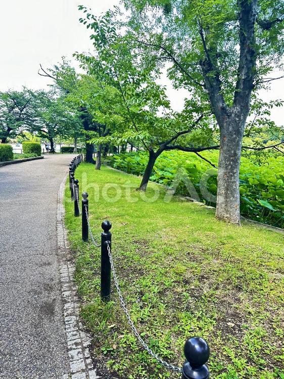 上野公園　池 街並み,風景,上野恩賜公園の写真素材