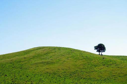 なだらかな緑の丘に佇む一本の木 丘,一本の木,木の写真素材