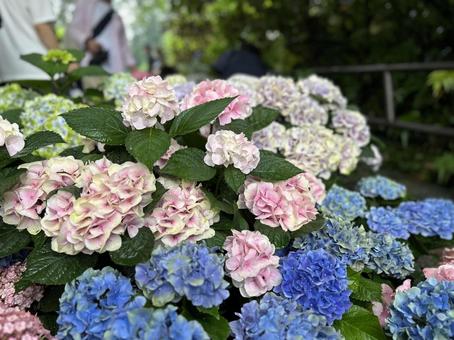 Hydrangea, JPG
