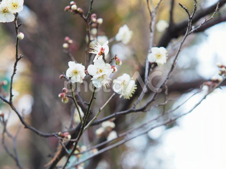 春の訪れを感じさせる梅の花 梅,花,植物の写真素材