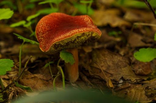 木陰に生える赤いキノコ 木陰に生える赤いキノコの写真