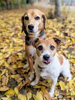秋の絨毯⑥ 犬,ビーグル,ジャックラッセルテリアの写真素材
