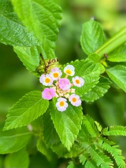 ランタナ　花の写真