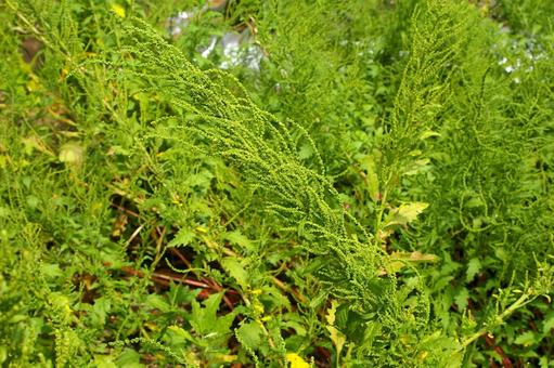 アメリカアリタソウ アメリカアリタソウ,亜米利加有田草,dysphaniaの写真素材