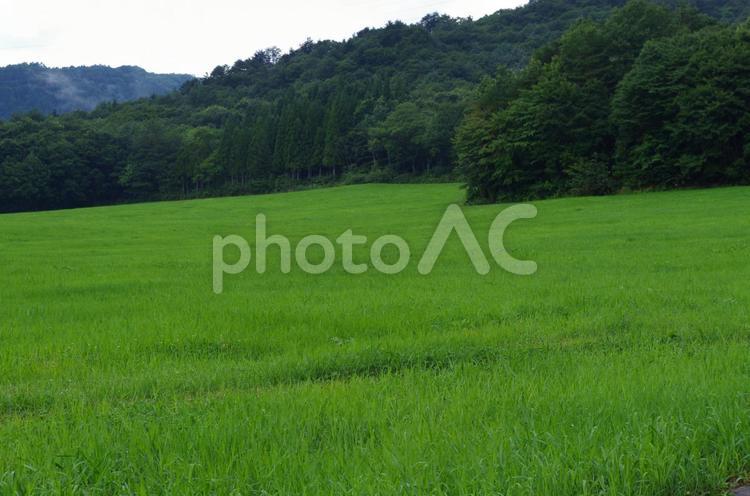 田園風景 田んぼ,田園風景,背景素材の写真素材