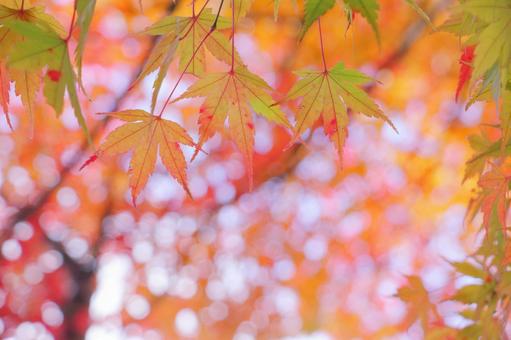 カラフルな紅葉 紅葉,秋,モミジの写真素材