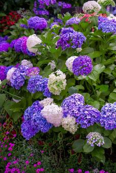 初夏を彩る鮮やかなアジサイの群生 アジサイ,紫陽花,ハイドランジアの写真素材