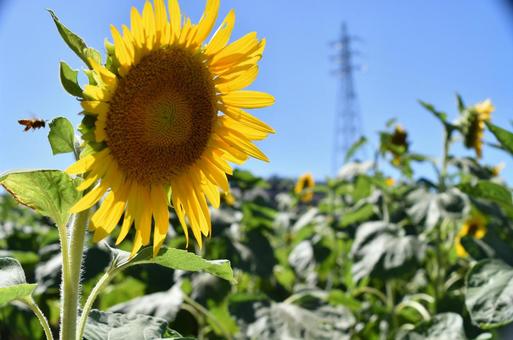 ひまわり2の写真