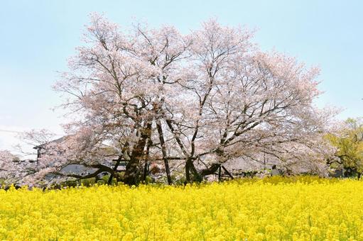 狩宿の下馬桜 狩宿の下馬桜,アカメシロバヤマザクラ,桜の写真素材