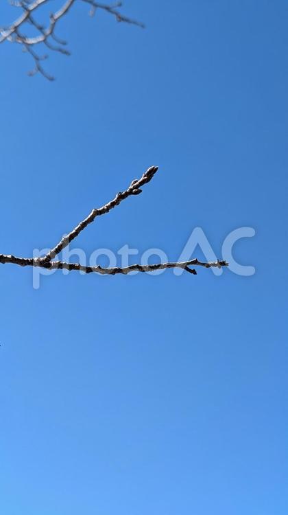 冬の青空に桜のつぼみ 枝,自然,桜のつぼみの写真素材