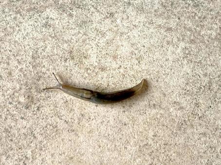 ゆっくりナメクジ ゆっくりナメクジ 生き物,蛞蝓,湿気の写真素材