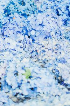 Hydrangea background material ② Hydrangea background material ②