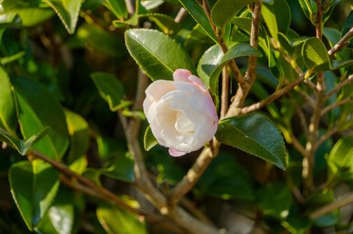 冬の陽射しを浴びる白い椿のつぼみ 冬の陽射しを浴びる白い椿のつぼみ 椿,花,白の写真素材