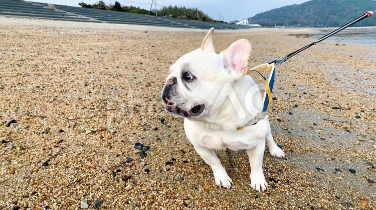 美濃ケ浜海浜公園を散歩するフレブル 美濃ケ浜,海浜公園,フレンチブルドッグの写真素材