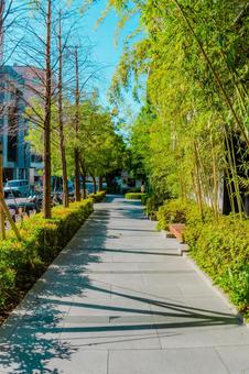 【台湾】台中の夏の公園 2025 【台湾】台中の夏の公園 2025 台湾,台中,公園の写真素材