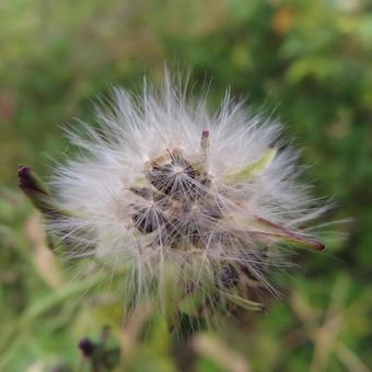 アキノノゲシ(秋の野芥子) アキノノゲシ(秋の野芥子) アキノノゲシ,秋の野芥子,花の写真素材