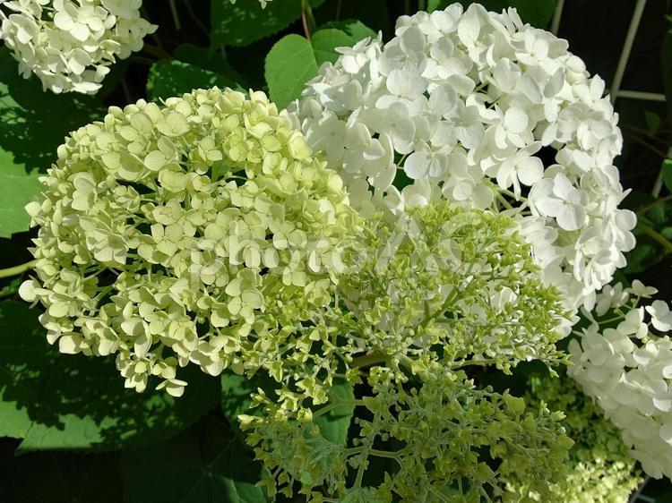 白いアジサイの変化 アジサイ,あじさい,紫陽花の写真素材