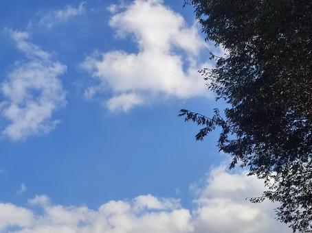 樹木と空 樹木と空の写真