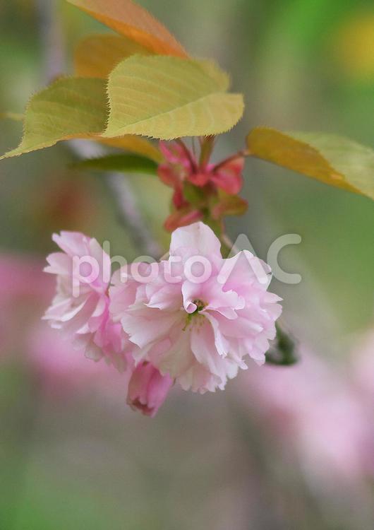さくら・かわいい小枝 4月,かわいい,さくらの写真素材