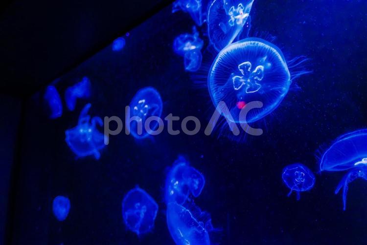 【沖縄】美ら海水族館 沖縄,美ら海,水族館の写真素材