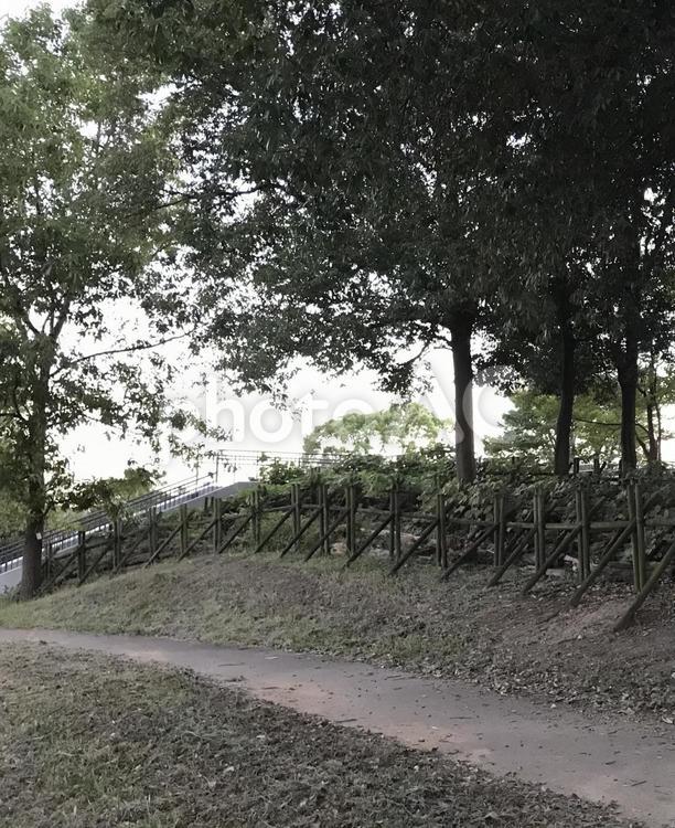 木と柵と小道 植物,緑,グリーンの写真素材