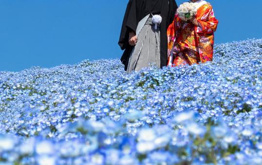 婚禮情侶nemophila, JPG 婚禮情侶nemophila, JPG
