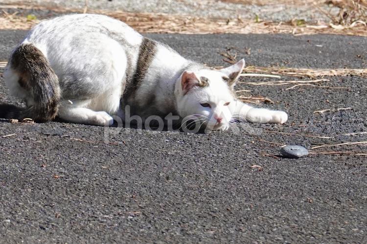石ころを見つめる猫 猫,ネコ,保護猫の写真素材