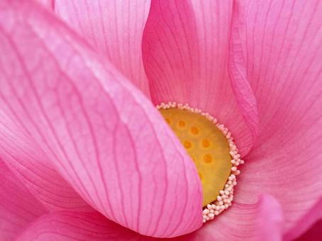 蓮の花のアップ 画面いっぱい花びら 蓮の花のアップ 画面いっぱい花びらの写真