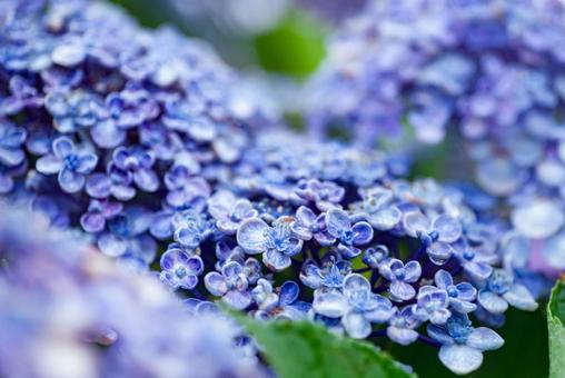<五島の風景>梅雨の風景と紫陽花の花 <五島の風景>梅雨の風景と紫陽花の花の写真