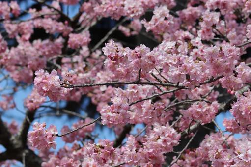 桜の季節 桜の季節の写真