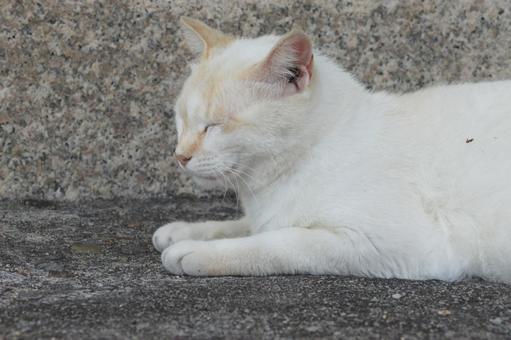 ねこ ねこの写真
